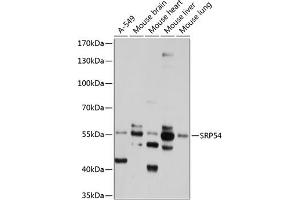Western blot analysis of extracts of various cell lines, using SRP54 antibody (ABIN1682884, ABIN3018580, ABIN3018581 and ABIN6220502) at 1:1000 dilution. (SRP54 antibody  (AA 196-455))