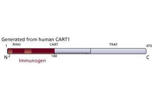 Image no. 2 for anti-TNF Receptor-Associated Factor 4 (TRAF4) (AA 2-160) antibody (ABIN968221) (TRAF4 antibody  (AA 2-160))