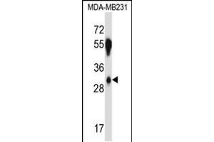 Western blot analysis in MDA-MB231 cell line lysates (35ug/lane). (SFRS2B antibody  (N-Term))