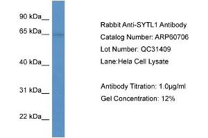 WB Suggested Anti-SYTL1  Antibody Titration: 0. (SYTL1 antibody  (N-Term))