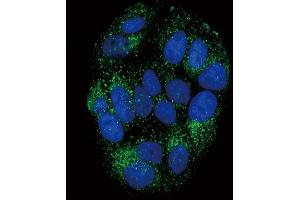 Confocal immunofluorescent analysis of PYY Antibody (C-term) (ABIN651296 and ABIN2840175) with MCF-7 cell followed by Alexa Fluor? (Peptide YY antibody  (C-Term))