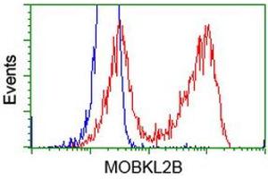 HEK293T cells transfected with either RC205977 overexpress plasmid (Red) or empty vector control plasmid (Blue) were immunostained by anti-MOBKL2B antibody (ABIN2453321), and then analyzed by flow cytometry.