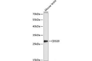 Western blot analysis of extracts of Mouse testis using CD320 Polyclonal Antibody at dilution of 1:1000.