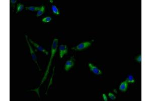 Immunofluorescence staining of Hela cells with ABIN7153315 at 1:100, counter-stained with DAPI. (G Protein-Coupled Receptor 1 antibody  (AA 308-355))