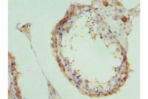 Immunohistochemistry of paraffin-embedded human testis tissue using ABIN7160326 at dilution of 1:100 (PAICS antibody  (AA 176-425))