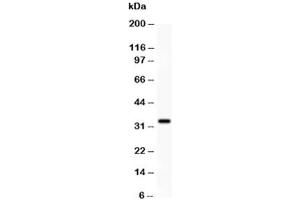 Western blot testing of PD-L1 antibody and HEPG2 lysate. (PD-L1 antibody  (AA 45-290))