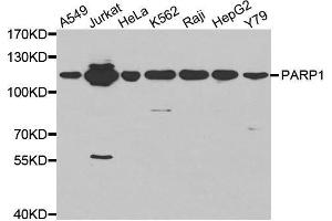 Western blot analysis of extracts of Jurkat cell line, using PARP1 antibody. (PARP1 antibody  (AA 150-250))
