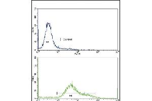 Flow cytometric analysis of hela cells using CD71 Antibody (C-term)(bottom histogram) compared to a negative control cell (top histogram)FITC-conjugated goat-anti-rabbit secondary antibodies were used for the analysis. (Transferrin Receptor antibody  (C-Term))