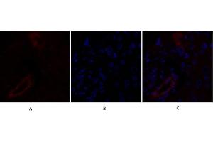 Immunofluorescence analysis of human liver tissue. (Claudin 5 antibody  (AA 140-220))