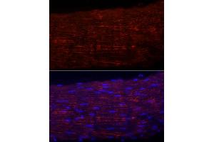 Immunofluorescence analysis of Rat colon using CTSC antibody (ABIN7267936) at dilution of 1:100 (40x lens).
