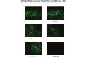 Image no. 1 for anti-Epithelial Cell Adhesion Molecule (EPCAM) antibody (ABIN1042592) (EpCAM antibody)