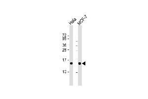 Lane 1: HeLa, Lane 2: MCF-7 cell lysate at 20 µg per lane, probed with bsm-51373M ISG15 (1031CT2. (ISG15 antibody)