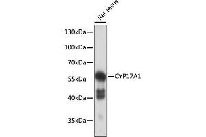 Western blot analysis of extracts of rat testis, using CYP17 antibody (3968) at 1:500 dilution. (CYP17A1 antibody  (AA 209-508))