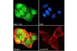 (ABIN190809) Immunofluorescence analysis of paraformaldehyde fixed U2OS cells, permeabilized with 0. (CHD5 antibody  (Internal Region))