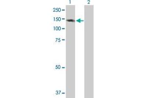 Western Blot analysis of ZC3H11A expression in transfected 293T cell line by ZC3H11A MaxPab polyclonal antibody. (ZC3H11A antibody  (AA 1-810))