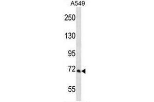 PCCA Antibody (Center) western blot analysis in A549 cell line lysates (35µg/lane).