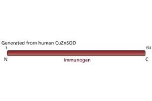 Image no. 2 for anti-Superoxide Dismutase 1, Soluble (SOD1) antibody (ABIN967513) (SOD1 antibody)