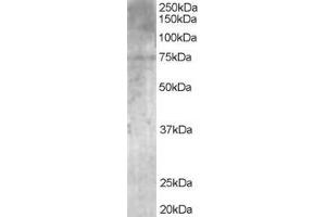 MPP5 antibody  (N-Term)