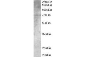 ABIN185150 (1µg/ml) staining of Human Brain lysate (35µg protein in RIPA buffer). (MPP5 antibody  (N-Term))