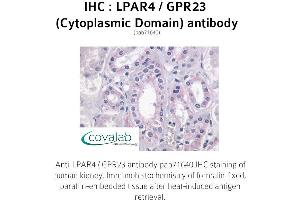 Image no. 1 for anti-Lysophosphatidic Acid Receptor 4 (LPAR4) (3rd Cytoplasmic Domain) antibody (ABIN1736523) (LPAR4 antibody  (3rd Cytoplasmic Domain))
