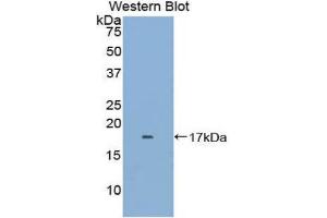 Western Blotting (WB) image for anti-FK506 Binding Protein 1B, 12.6 KDa (FKBP1B) (AA 2-108) antibody (Biotin) (ABIN1176313) (FKBP1B antibody  (AA 2-108) (Biotin))