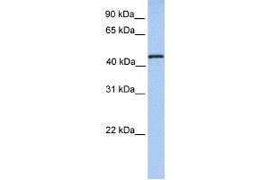 Western Blotting (WB) image for anti-tRNA Methyltransferase 11 Homolog (Trmt11) antibody (ABIN2459205) (Trmt11 antibody)