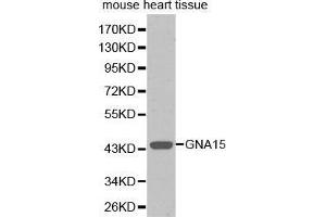 Western Blotting (WB) image for anti-Guanine Nucleotide Binding Protein (G Protein), alpha 15 (Gq Class) (GNA15) (AA 1-374) antibody (ABIN3022861)