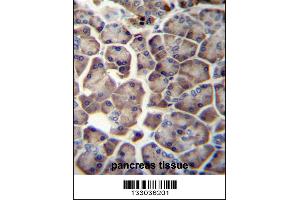 WDR12 Antibody immunohistochemistry analysis in formalin fixed and paraffin embedded human pancreas tissue followed by peroxidase conjugation of the secondary antibody and DAB staining. (WDR12 antibody  (AA 210-239))