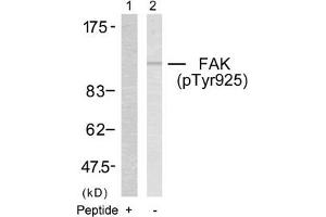Western blot analysis of extracts from 293 cells using FAK(Phospho-Tyr925) Antibody(Lane 2) and the same antibody preincubated with blocking peptide(Lane1). (FAK antibody  (pTyr925))