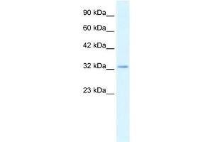 Claudin 10 antibody used at 2.