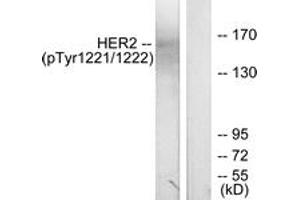 Western blot analysis of extracts from SK-OV3 cells treated with EGF, using HER2 (Phospho-Tyr1221/Tyr1222) Antibody. (ErbB2/Her2 antibody  (pTyr1221))