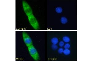 ABIN185683 Immunofluorescence analysis of paraformaldehyde fixed A431 cells, permeabilized with 0. (FXR1 antibody  (Internal Region))