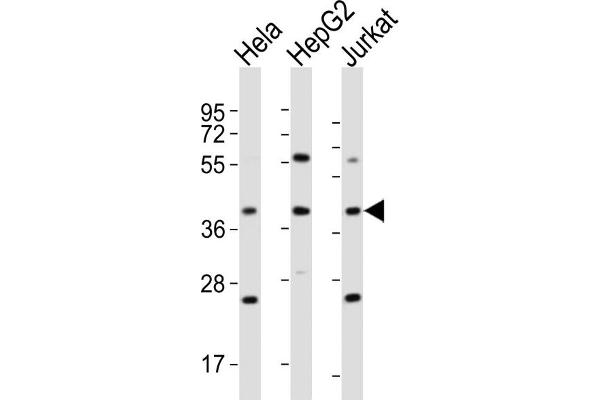 OR5M9 antibody  (C-Term)