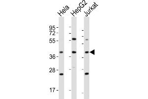 All lanes : Anti-OR5M9 Antibody (C-term) at 1:4000 dilution Lane 1: Hela whole cell lysates Lane 2: HepG2 whole cell lysates Lane 3: Jurkat whole cell lysates Lysates/proteins at 20 μg per lane. (OR5M9 antibody  (C-Term))