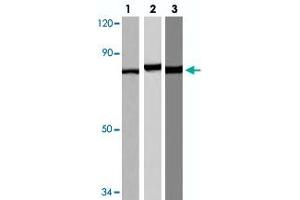 Western blot analysis of A-549 (lane 1), PC-12 (lane 2) and Raw 264. (STAT3 antibody  (pSer727))