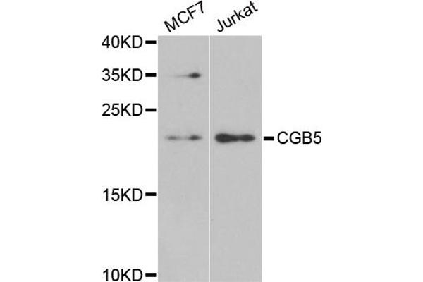 Chorionic Gonadotropin, beta Polypeptide 3 (CGB3) antibody