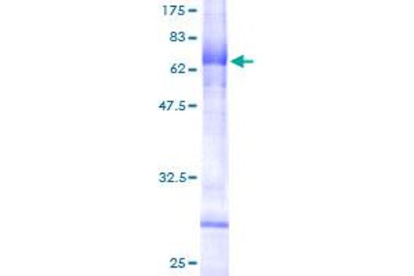 NAALAD2 Protein (AA 1-317) (GST tag)