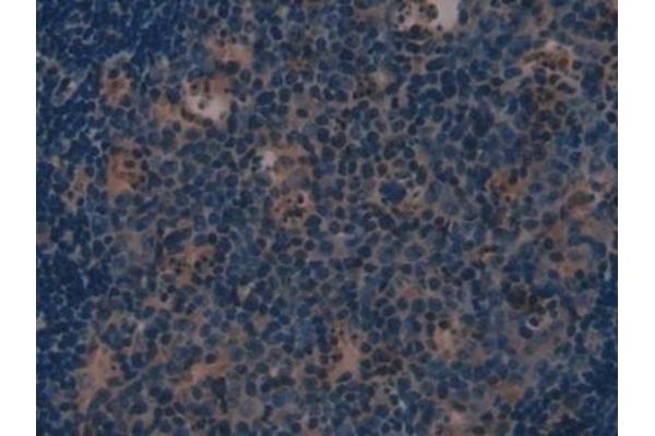 Involucrin antibody  (AA 301-460)