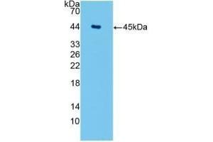 Detection of Recombinant AQP4, Human using Monoclonal Antibody to Aquaporin 4 (AQP4) (Aquaporin 4 antibody  (AA 178-317))
