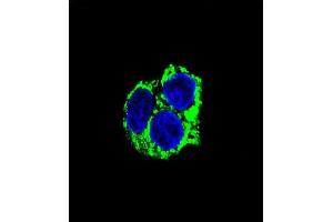 Confocal immunofluorescent analysis of CABC1 Antibody (ABIN659101 and ABIN2838085) with HepG2 cell followed by Alexa Fluor® 488-conjugated goat anti-mouse lgG (green).