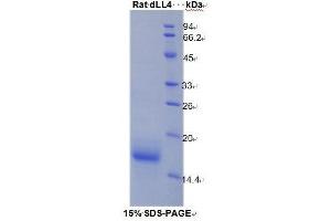 SDS-PAGE analysis of Rat delta Like Protein 4 Protein. (DLL4 Protein)