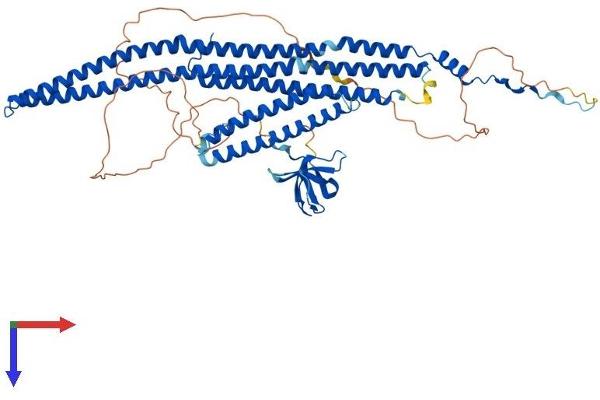 FNBP1 Protein (AA 1-617) (His tag)