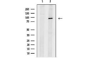 anti-Transient Receptor Potential Cation Channel, Subfamily C, Member 1 (TRPC1) (C-Term) antibody