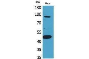 Western Blotting (WB) image for anti-Inhibin, beta B (INHBB) (C-Term) antibody (ABIN3187910) (INHBB antibody  (C-Term))