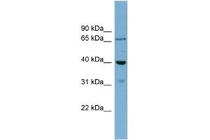 WB Suggested Anti-H2AFY2 Antibody Titration: 0.