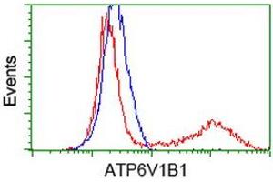 Image no. 1 for anti-ATPase, H+ Transporting, Lysosomal 56/58kDa, V1 Subunit B1 (ATP6V1B1) antibody (ABIN1496774) (ATP6V1B1 antibody)