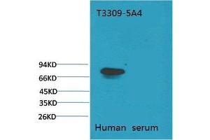 Western Blot (WB) analysis of Human Serum with Transferrin Mouse Monoclonal Antibody diluted at 1:2000.