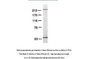 Image no. 1 for anti-Polymerase (DNA Directed), epsilon 3 (p17 Subunit) (POLE3) antibody (ABIN363202) (POLE3 antibody)
