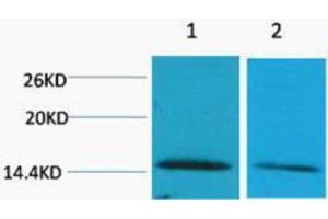 Western Blotting (WB) image for anti-Histone H2B (2meLys43) antibody (ABIN3178815) (Histone H2B antibody  (2meLys43))