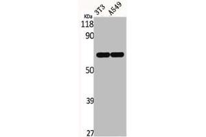 Western Blot analysis of NIH-3T3 A549 cells using ERF Polyclonal Antibody (ERF antibody)